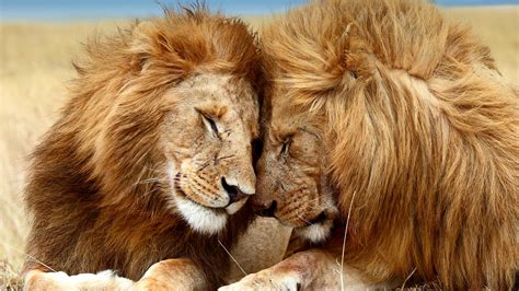 porno lion|Lion Videos / animals bestiality porn / Most popular Page 1